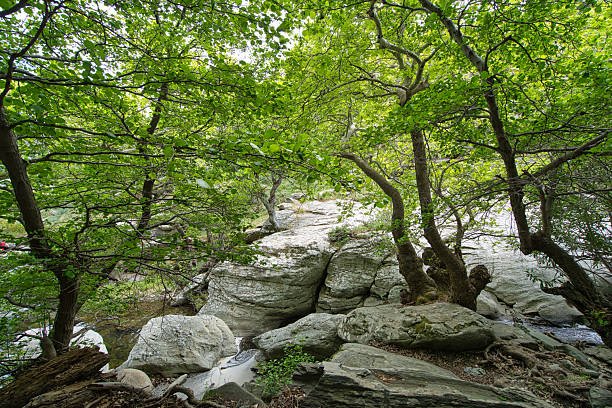 Dense green trees over rocky streambed in a tranquil forest landscape on Andros Island, Greece