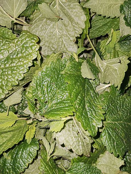 Lemon Balm Leaves in a pile after being harvested.