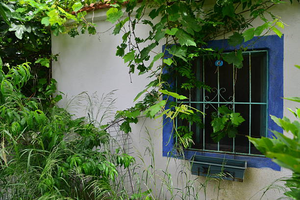 Typical old house, open window with the blue jamb surrounded a green plants in Bodrum