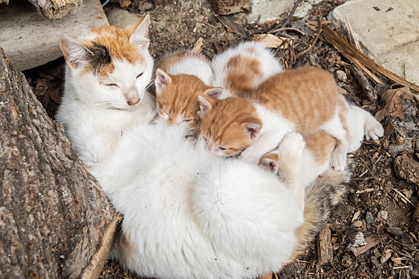 Orange and white mother cat nursing her newborn kittens in a village yard