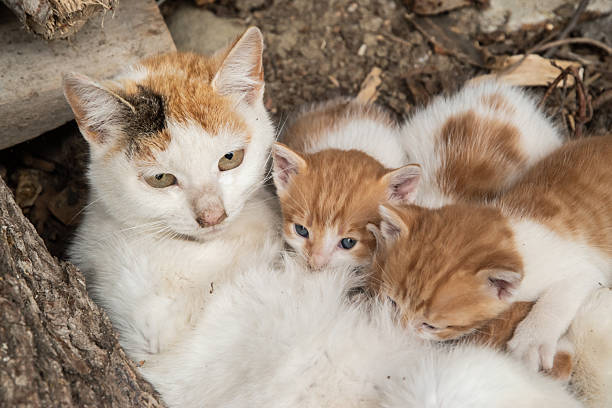 istock Mother cat nursing her kittens 2216956933