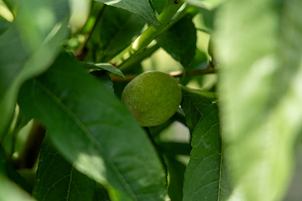Unripe Peach Fruit Growing on Tree Branch in Orchard