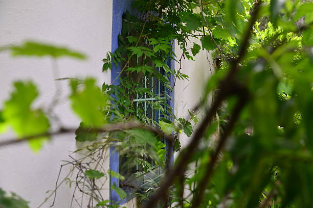 Ivy growing on old brick detached house during autumn season
