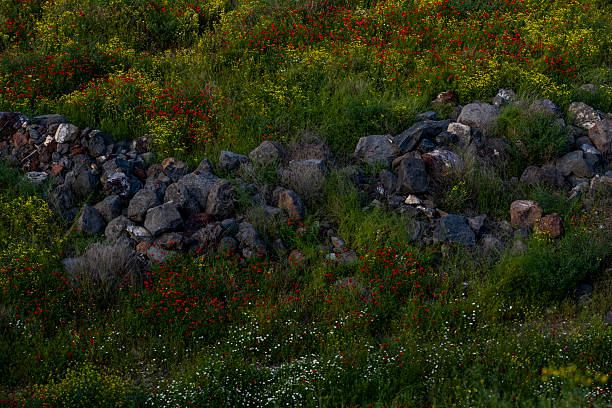 Beautiful Red Poppy Field in Full Bloom