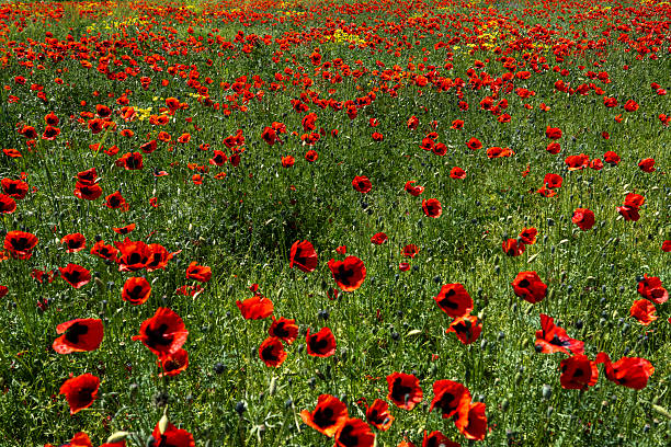 Beautiful Red Poppy Field in Full Bloom