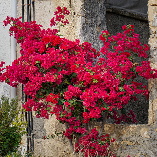 istock Bright bougainvillea in sunny Sitia 2216959625