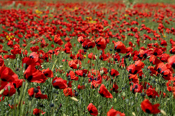 istock Beautiful Red Poppy Field in Full Bloom 2216959667