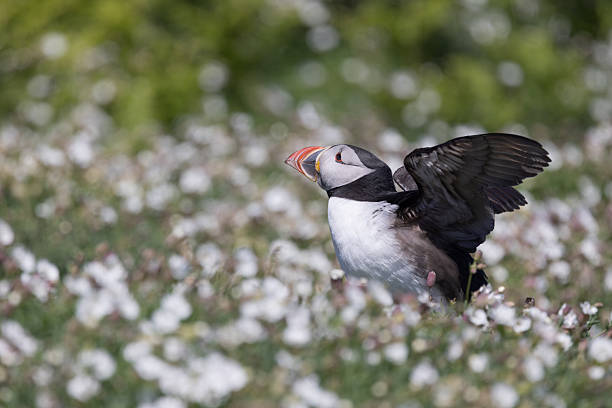 Atlantic Puffin or Fratercula arctica spreading it's wings in the wildflower sea campion on Skomer Island, Pembrokeshire.