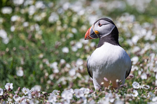 Atlantic Puffin or Fratercula arctica in the wildflower sea campion on Skomer Island, Pembrokeshire.