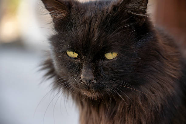 istock Black Cat Close-Up – Dark Beauty and Enigmatic Eyes 2216960366