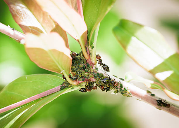 Close-up image showing ants interacting with a cluster of aphids on the stem of a young pomegranate plant. The scene is illuminated by natural sunlight, with vibrant green leaves forming the background. The image captures a biological interaction commonly seen in gardens and agriculture during spring.