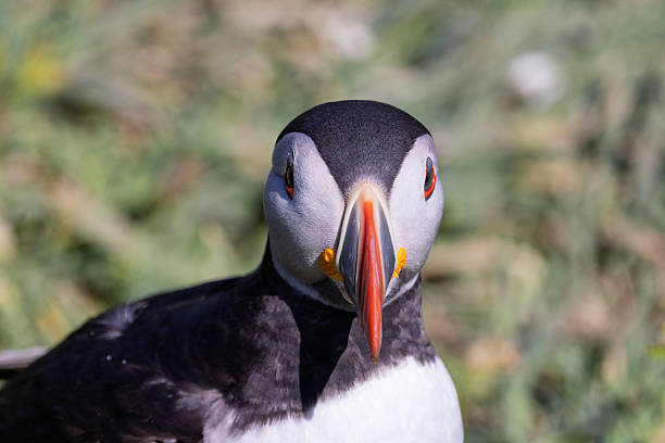 istock Puffin looking straight ahead 2216960395