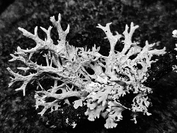istock Botanical Monochrome Nature s Elegance 2216961101