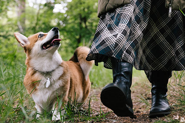 istock Technology: Dog with location tracking collar at dog walk 2216963100