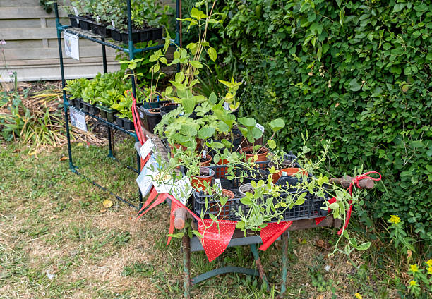 istock Pot plants for sale on the roadside 2216964440