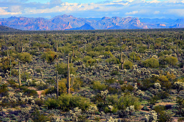 istock Mid Winter Landscape Sonoran Desert Arizona 2216965141