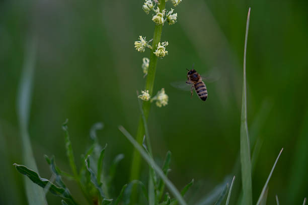 Pollination in action: Bee and flower
