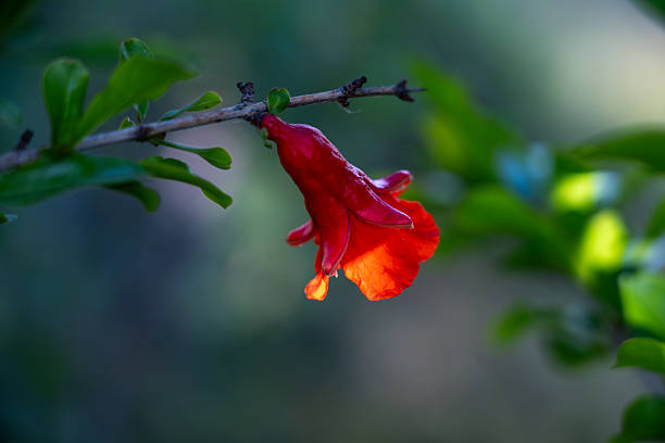 Pomegranate Blossom։ Nature’s Timeless Beauty
