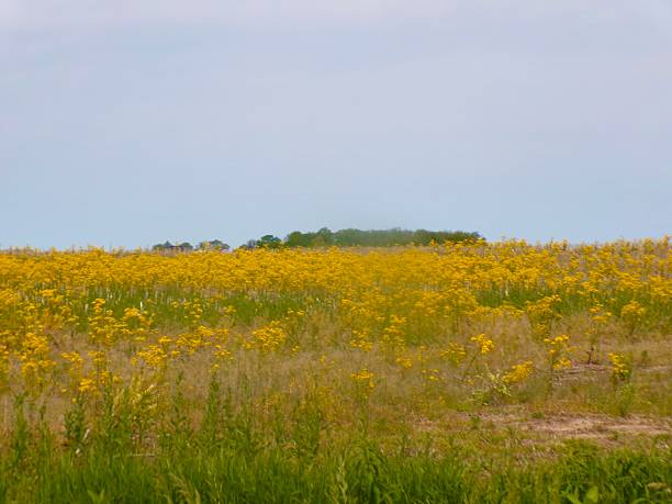istock Field on sunny day with blue sky. 2216968460