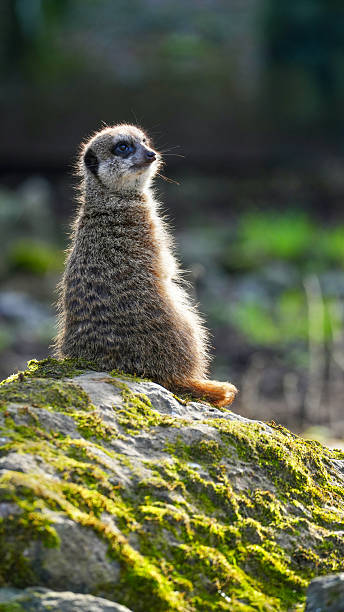 istock Meerkat resting on mossy rocks in a sunlit forest setting 2216968732