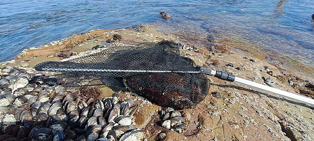 Fishing net and shellfish on a rocky coastal area
