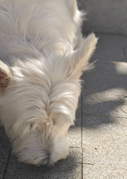 White dog, white long haired dog, dog, long haired dog.