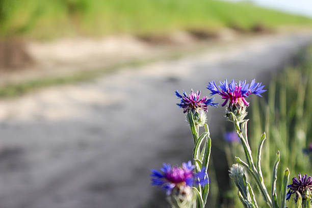 Close-up of a pretty blooming mountain bluet (Centaurea montana) in May. Beautiful perennial, mountain cornflower with blue, delicate, star-shaped petals. Knapweed bluet also called bachelors button.
