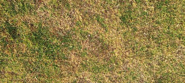 istock Patchy grass with brown and green hues 2216969869
