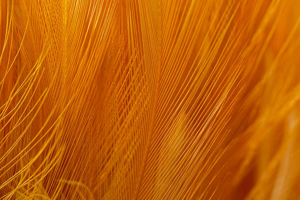 istock Macro orange feather,orange feather pigeon macro photo. texture or background,Macro brown feather background,macro photo of brown hen feathers. 2216970446