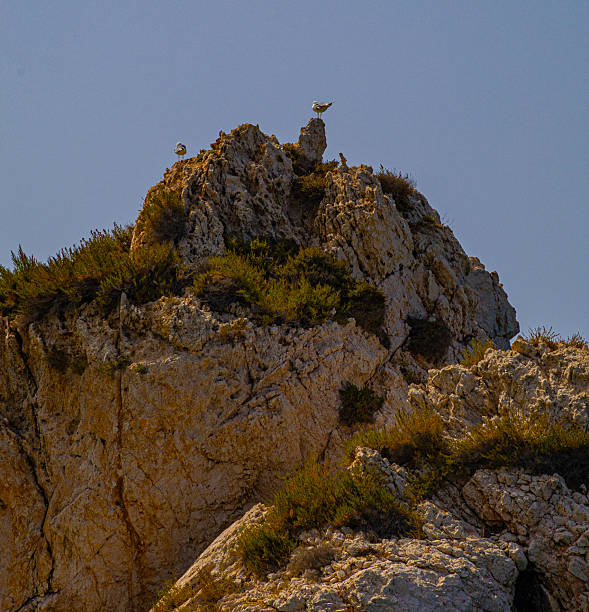 istock Seagull over the Aphrodite's rock 2216971363