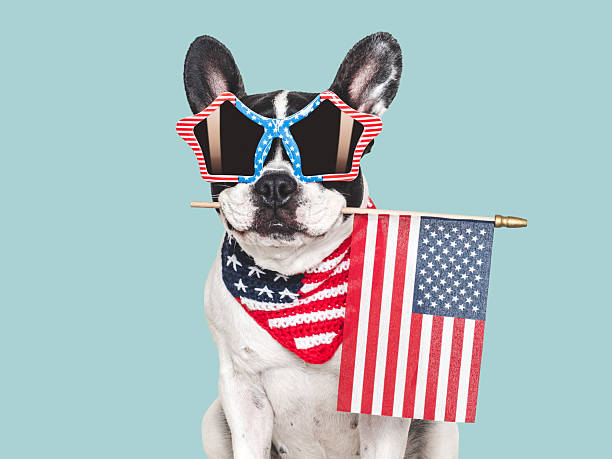 istock Cute puppy, sunglasses and American Flag. Studio shot 2216971496