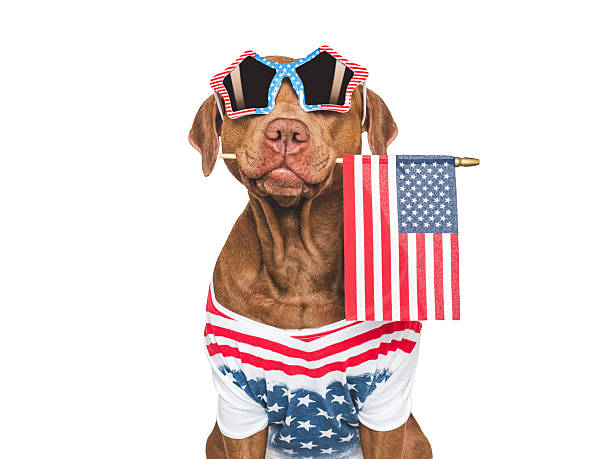 istock Cute dog, sunglasses and American Flag. Studio shot 2216971510