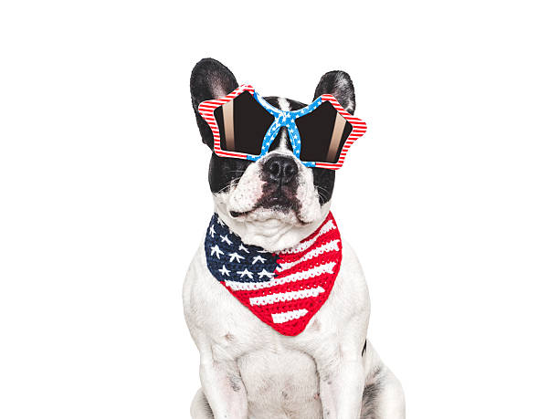 istock Cute puppy, sunglasses and American Flag. Studio shot 2216971533