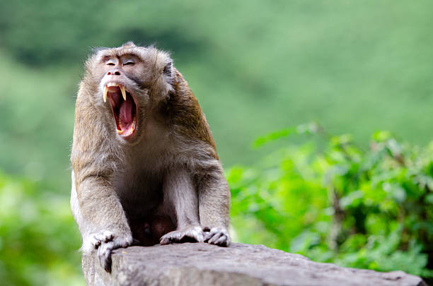 istock A yawning long-tailed macaque (Macaca fascicularis), commonly known as the crab-eating macaque, displaying a natural behavior in the wild. 2216971640
