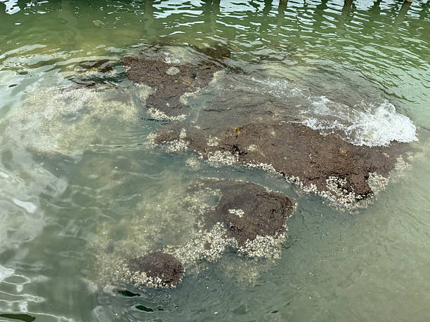 istock The surface of the water in the pond is covered with algae. 2216974007
