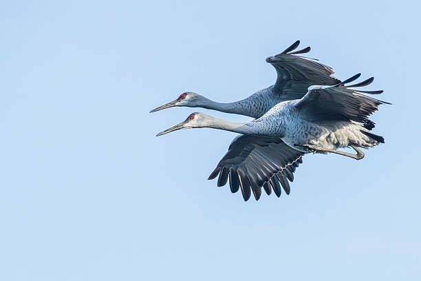 istock A pair of sandhill cranes in flight 2216974489