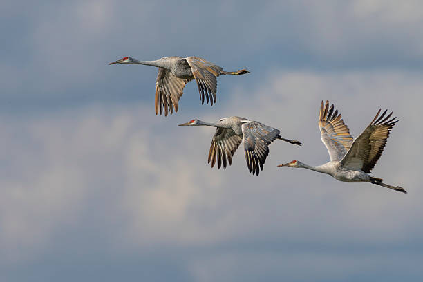 istock A trio of sandhill cranes in flight 2216974492