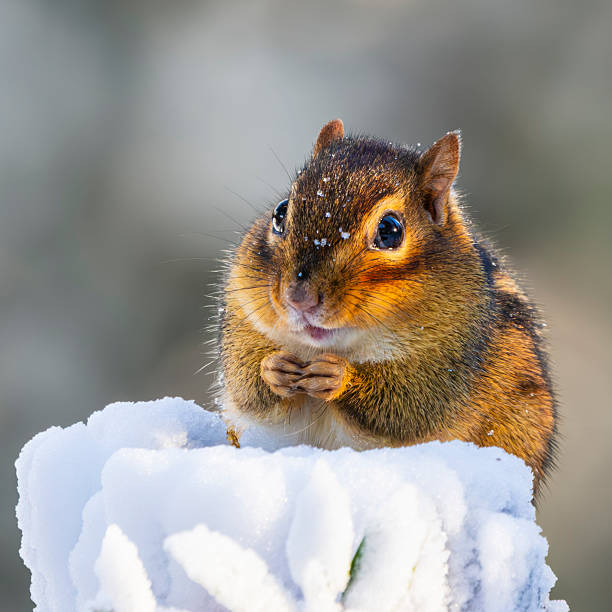 A chipmunk eating seeds on a snow covered stump