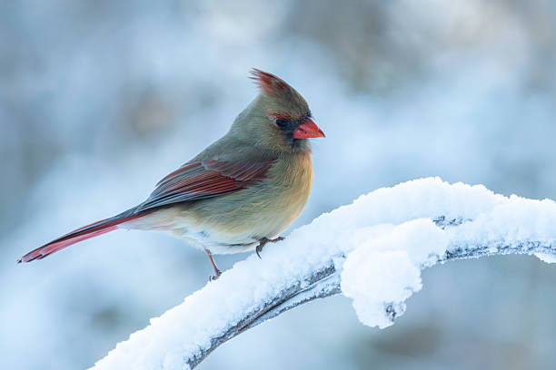 istock A female cardinal perched on a snow covered tree branch 2216974502