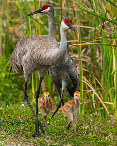 istock A sandhill crane family 2216974517