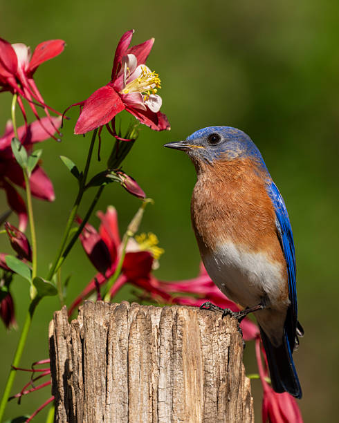 istock A male bluebird perched on tree stump with flowers 2216974526