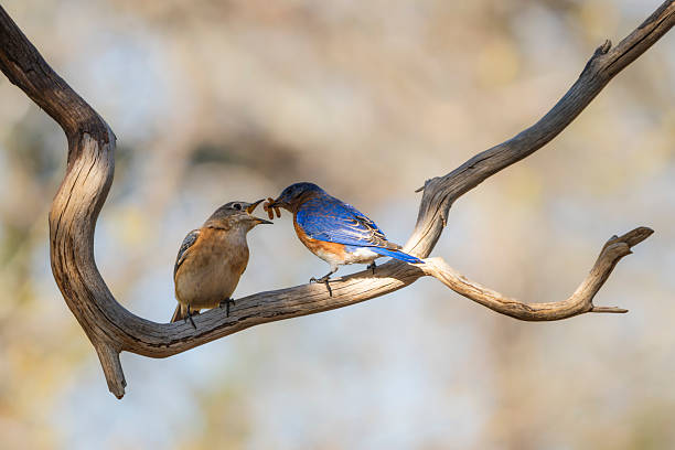 istock A parent bluebird feeding a fledgling 2216974528