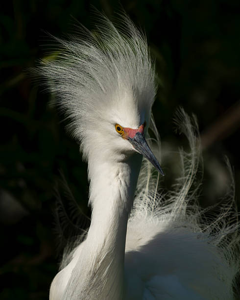istock A close-up of a snowy egret 2216974580