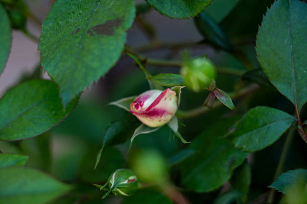 The Unfolding Beauty of a Rose Bud