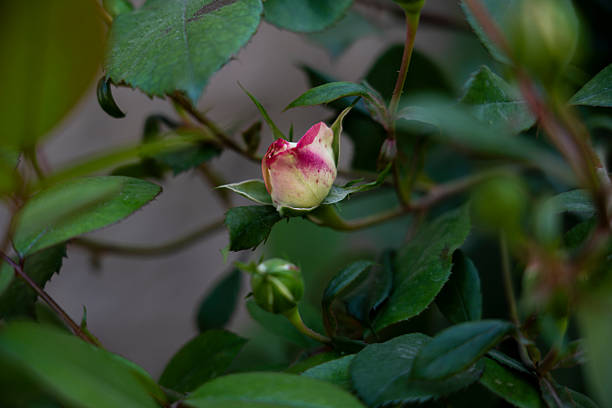 The Unfolding Beauty of a Rose Bud