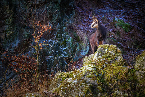 A chamois pauses on a steep rocky slope in alpine terrain. Agile and alert, this mountain ungulate thrives in rugged high-altitude environments across Europe.