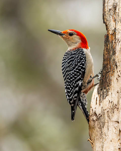 A red-bellied woodpecker perched on a tree