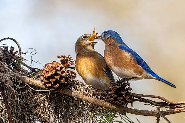 A male bluebird feeding a worm to its mate