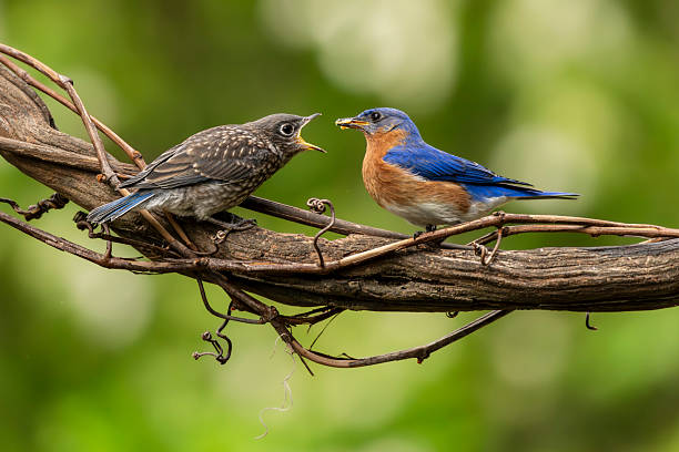 An adult bluebird feeding a fledgling