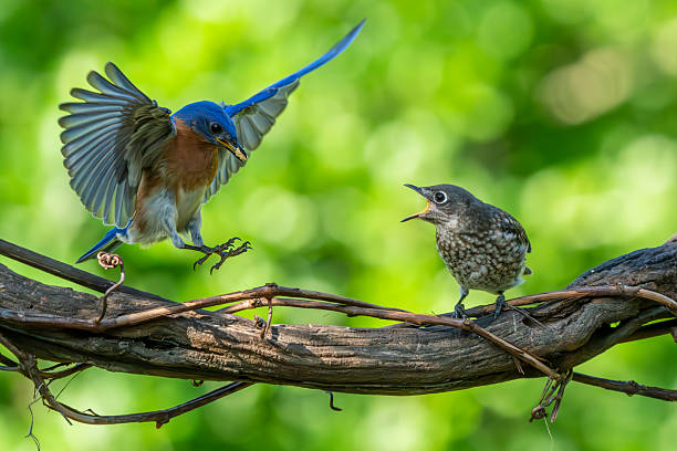 istock An adult bluebird feeding a fledgling 2216976674